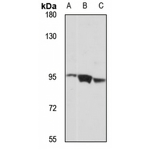 FSTL5 Rabbit Polyclonal Antibody