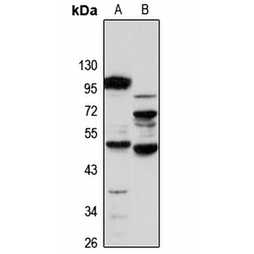 FUCA1 Rabbit Polyclonal Antibody