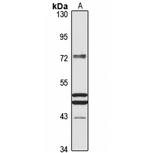 Frizzled 10 Rabbit Polyclonal Antibody