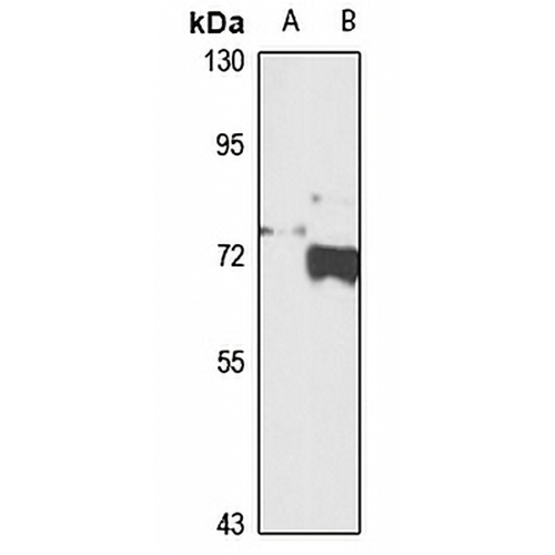 Frizzled 7 Rabbit Polyclonal Antibody