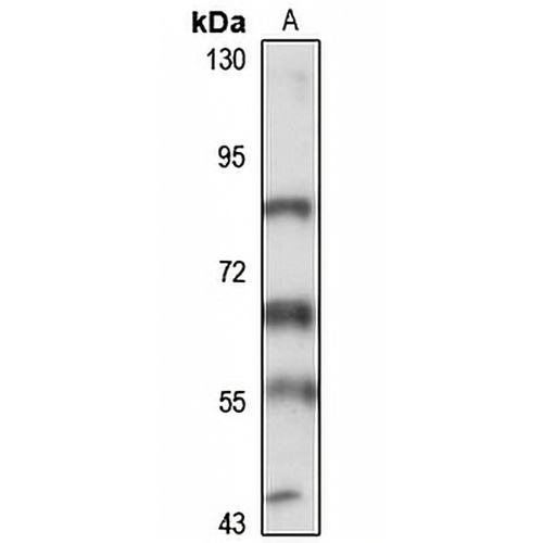 GABRE Rabbit Polyclonal Antibody