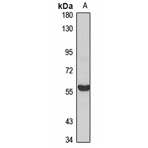 GAR22 Rabbit Polyclonal Antibody