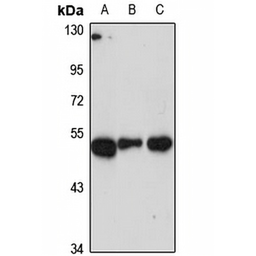 GAS7 Rabbit Polyclonal Antibody
