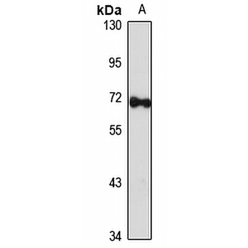 GBP2 Rabbit Polyclonal Antibody