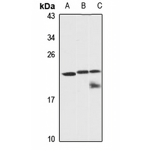 GCSH Rabbit Polyclonal Antibody