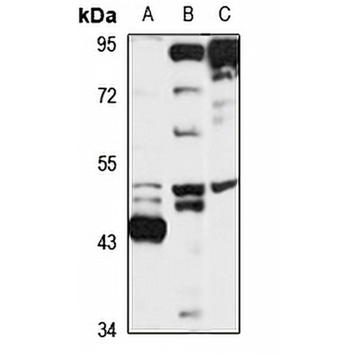 BMP3B Rabbit Polyclonal Antibody