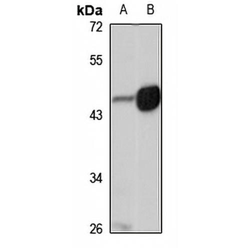 BMP9 Rabbit Polyclonal Antibody