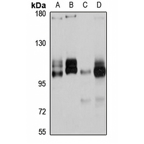 Gemin-4 Rabbit Polyclonal Antibody