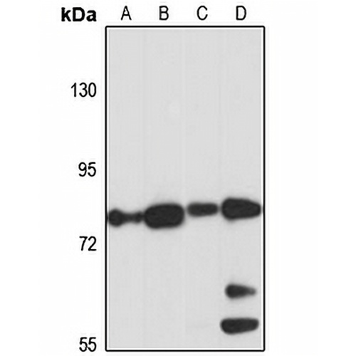 GFAT2 Rabbit Polyclonal Antibody