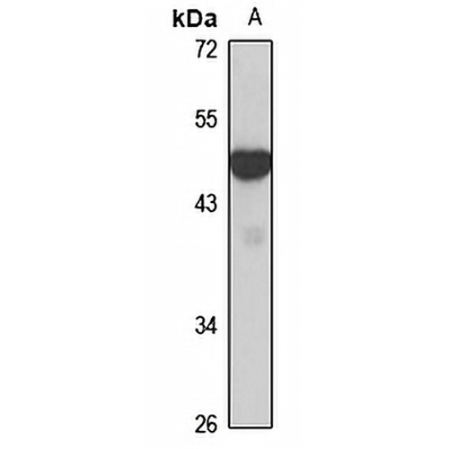 Connexin 47 Rabbit Polyclonal Antibody