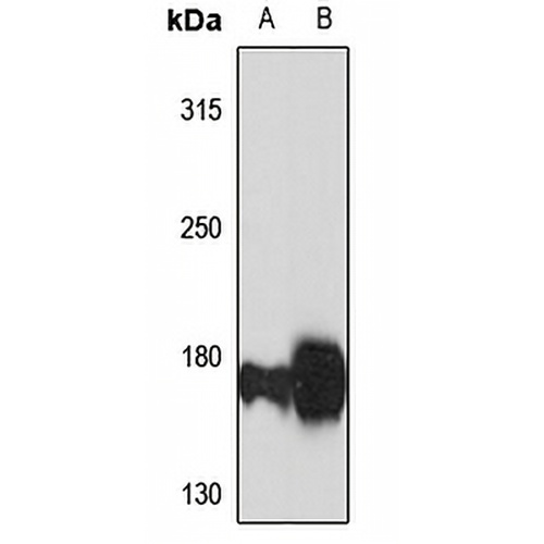 GLG1 Rabbit Polyclonal Antibody