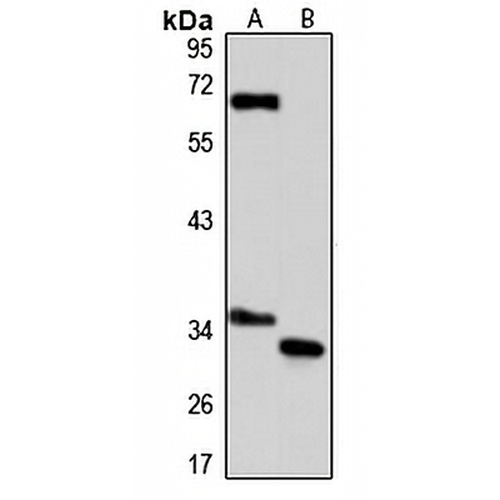 GLOD4 Rabbit Polyclonal Antibody