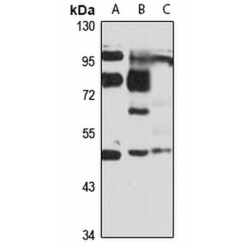 GlyR alpha 1 Rabbit Polyclonal Antibody