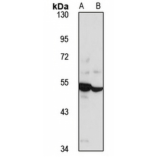 GlyR alpha 2 Rabbit Polyclonal Antibody