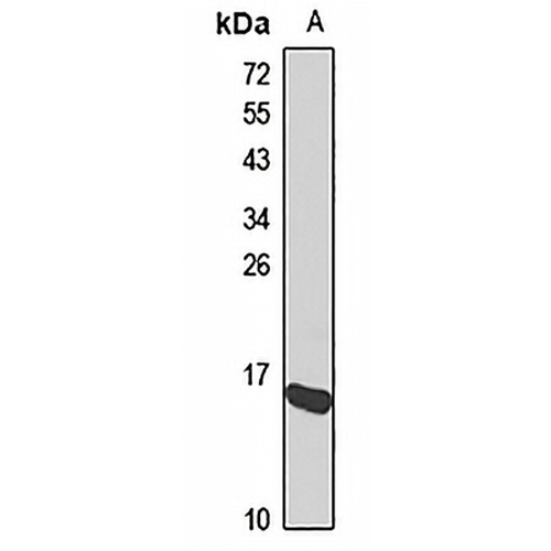 GRX2 Rabbit Polyclonal Antibody