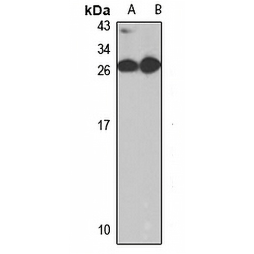 GM2-AP Rabbit Polyclonal Antibody