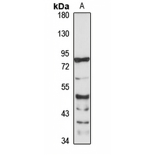GMD Rabbit Polyclonal Antibody