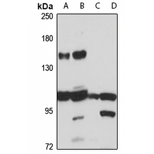 GMIP Rabbit Polyclonal Antibody