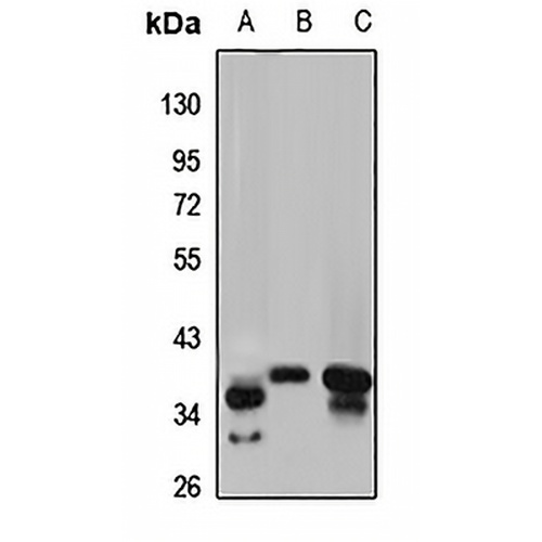 GMPR Rabbit Polyclonal Antibody