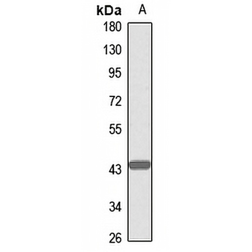 G alpha 15 Rabbit Polyclonal Antibody