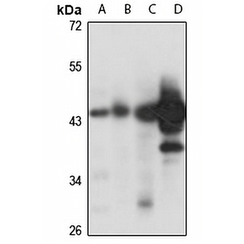 G alpha q Rabbit Polyclonal Antibody