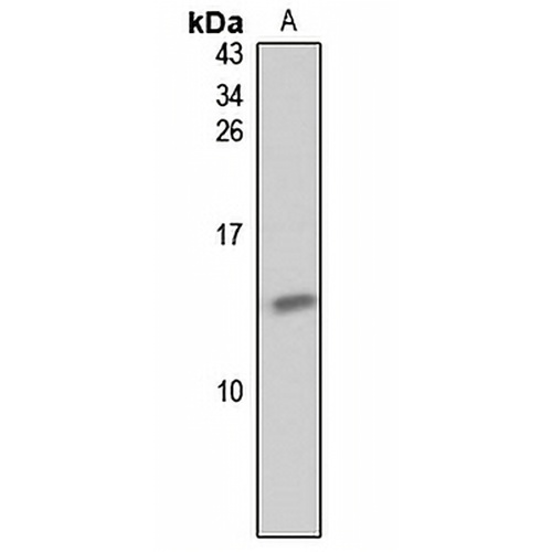 GNGT2 Rabbit Polyclonal Antibody