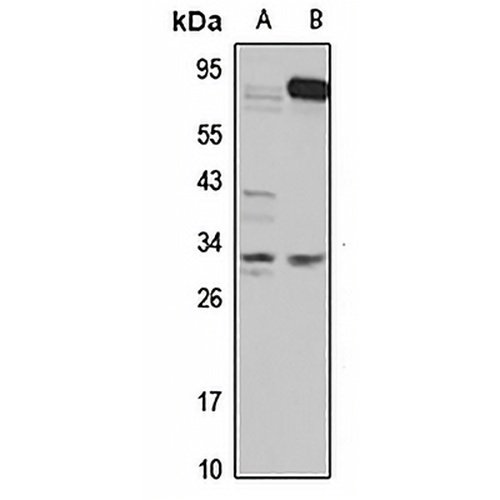 GNPDA2 Rabbit Polyclonal Antibody