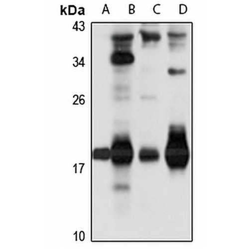 GNA1 Rabbit Polyclonal Antibody
