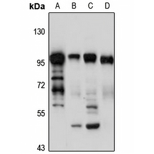 Golgin-97 Rabbit Polyclonal Antibody