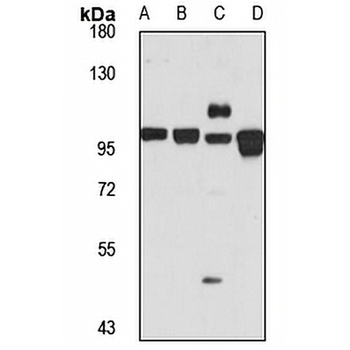 GOLGA5 Rabbit Polyclonal Antibody