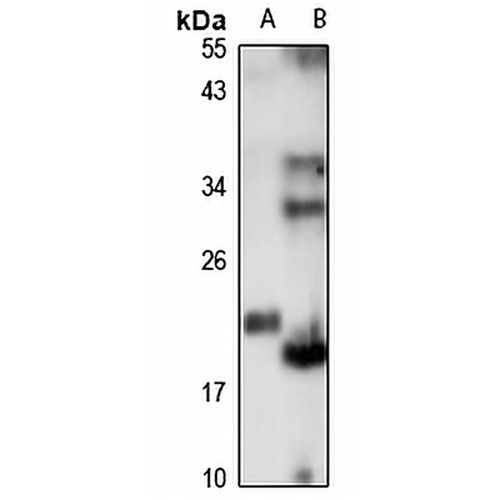 GOLGA7 Rabbit Polyclonal Antibody