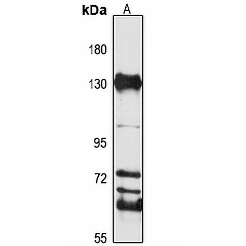 GOLPH4 Rabbit Polyclonal Antibody