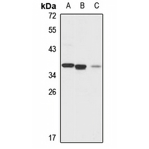GOLPH3 Rabbit Polyclonal Antibody