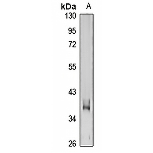 GP6 Rabbit Polyclonal Antibody