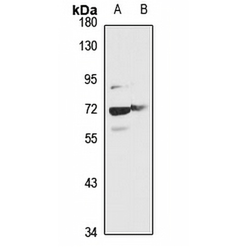 Glypican 1 Rabbit Polyclonal Antibody
