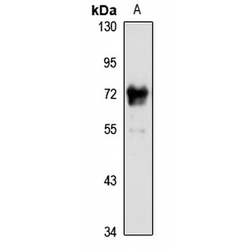 Glypican-4 Rabbit Polyclonal Antibody