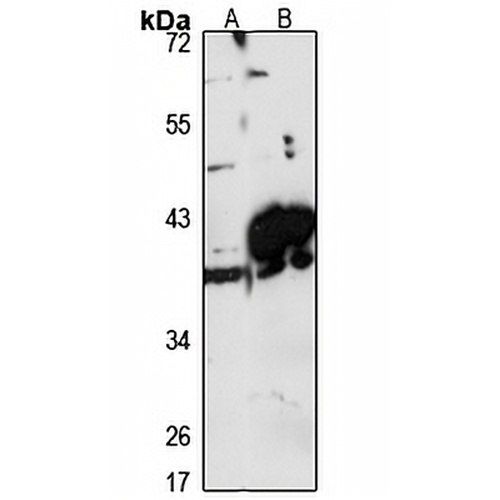 GPD1L Rabbit Polyclonal Antibody