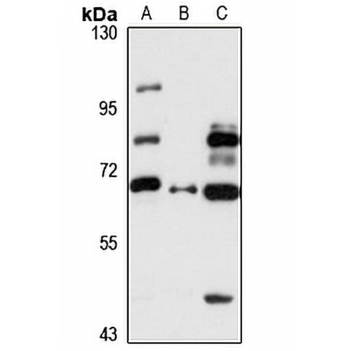 GPNMB Rabbit Polyclonal Antibody