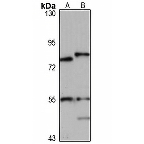 GPR128 Rabbit Polyclonal Antibody