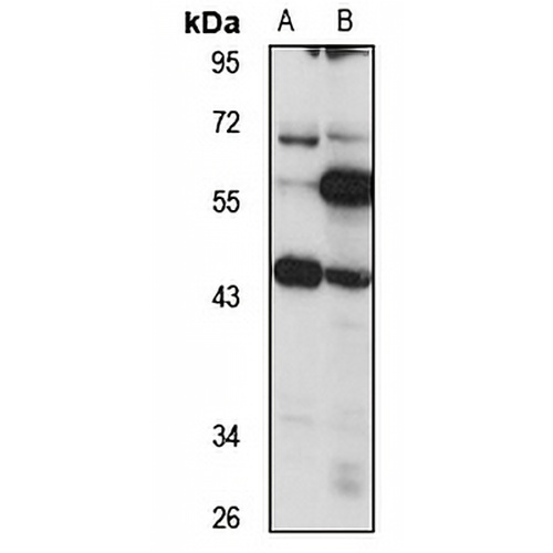 GPR139 Rabbit Polyclonal Antibody