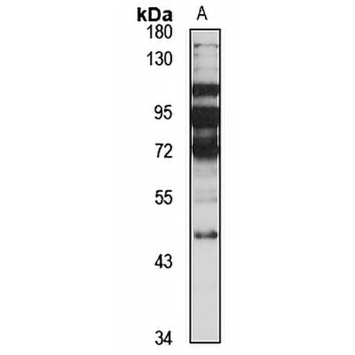 GPR4 Rabbit Polyclonal Antibody