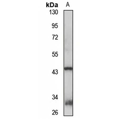 GPR45 Rabbit Polyclonal Antibody