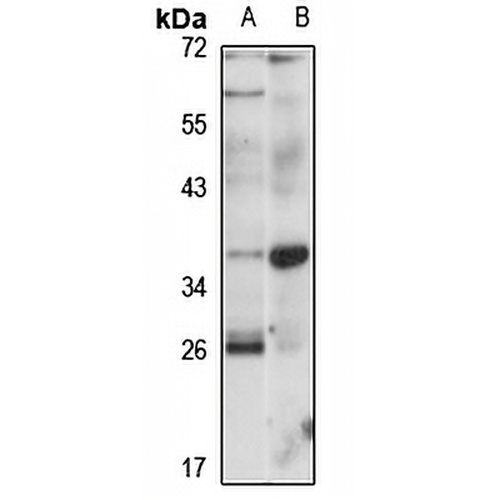 GPR78 Rabbit Polyclonal Antibody