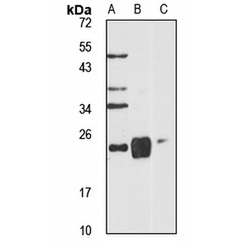 GPx-2 Rabbit Polyclonal Antibody