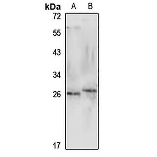 GPX3 Rabbit Polyclonal Antibody