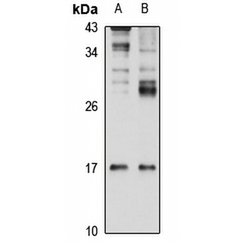 Gremlin-1 Rabbit Polyclonal Antibody