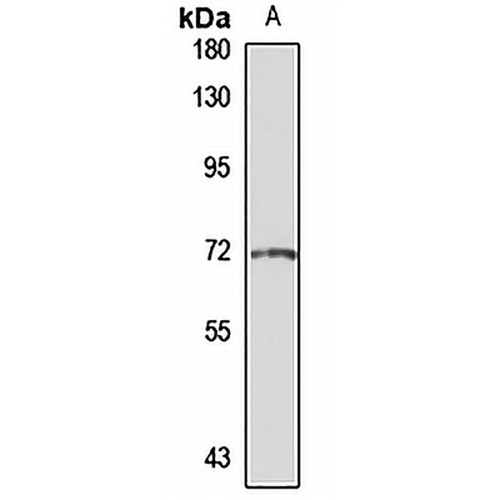 GRHL2 Rabbit Polyclonal Antibody