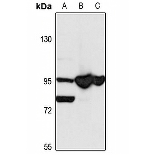 KA1 Rabbit Polyclonal Antibody