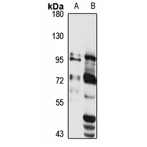 mGLUR2 Rabbit Polyclonal Antibody