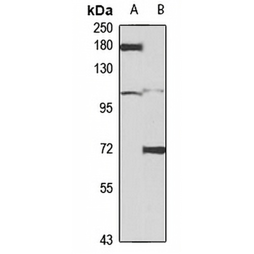 mGLUR3 Rabbit Polyclonal Antibody